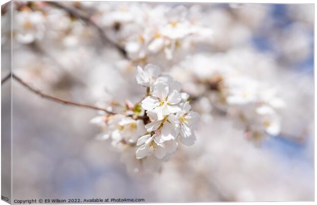 Close-up Photo Of Cherry Blossoms Canvas Print by Eli Wilson