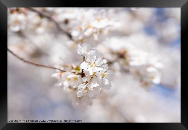 Close-up Photo Of Cherry Blossoms Framed Print by Eli Wilson