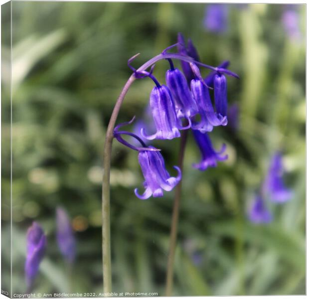 close up of bluebell Canvas Print by Ann Biddlecombe