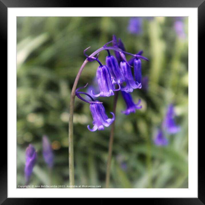 close up of bluebell Framed Mounted Print by Ann Biddlecombe
