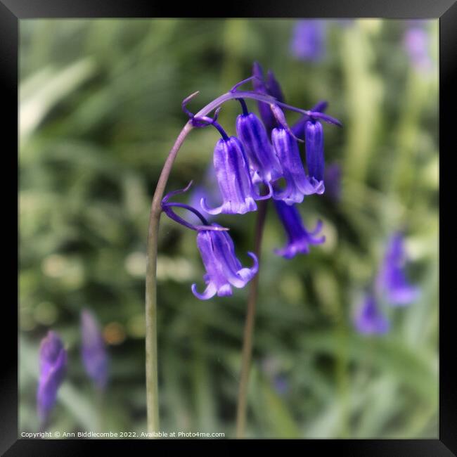 close up of bluebell Framed Print by Ann Biddlecombe