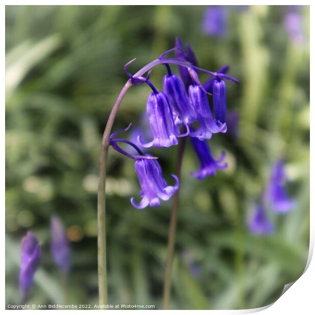 close up of bluebell Print by Ann Biddlecombe