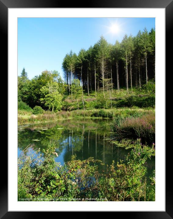 Spruce Trees and Pond Framed Mounted Print by Stephen Hamer