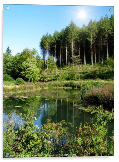 Spruce Trees and Pond Acrylic by Stephen Hamer