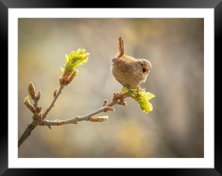 Singing Wren Framed Mounted Print by Jonathan Thirkell