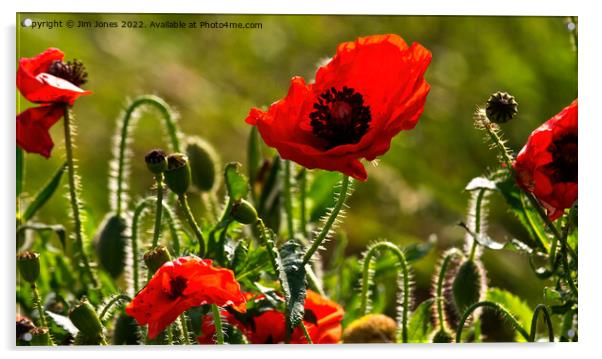 Pretty Poppy Panorama Acrylic by Jim Jones