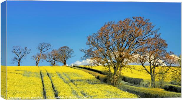 Golden fields Canvas Print by jim Hamilton