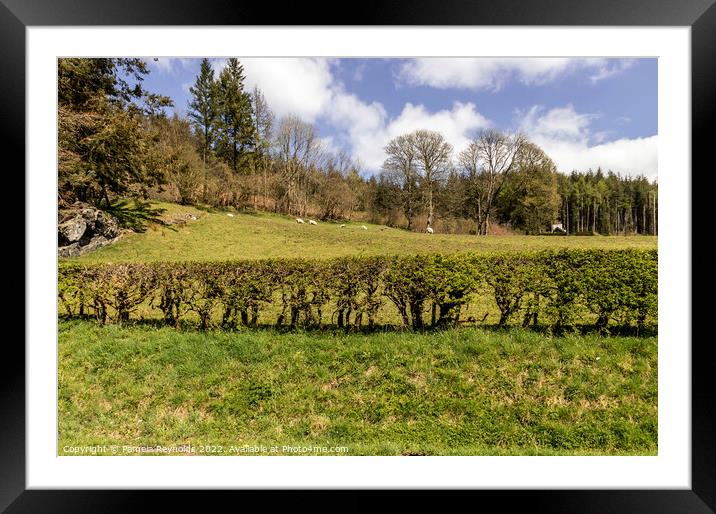 Countryside Scene with Lambs on the Hillside Framed Mounted Print by Pamela Reynolds