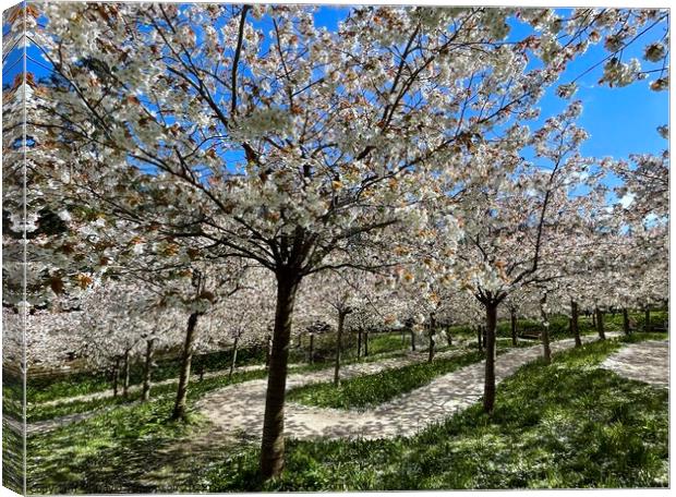 Cherry Blossom Alnwick Garden Canvas Print by David Thompson