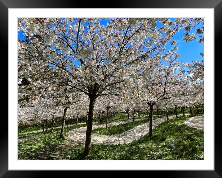 Cherry Blossom Alnwick Garden Framed Mounted Print by David Thompson