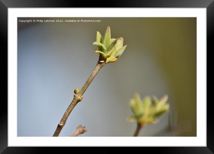 Lilac Buds 1A Framed Mounted Print by Philip Lehman