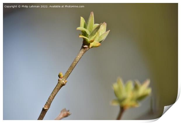 Lilac Buds 1A Print by Philip Lehman