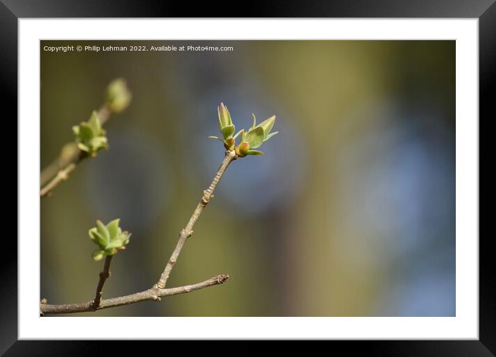 Lilac Buds 4A Framed Mounted Print by Philip Lehman