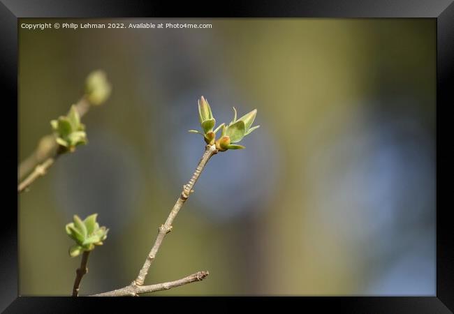 Lilac Buds 5A Framed Print by Philip Lehman