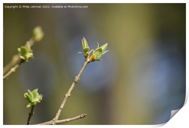Lilac Buds 5A Print by Philip Lehman