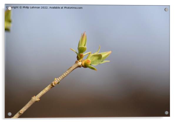Lilac Buds 3A Acrylic by Philip Lehman