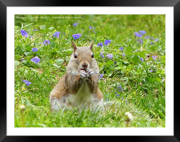 Squirrel Amongst Wild Violets Framed Mounted Print by Frankie Cat