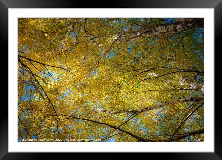 Abstract tree top branches and leaves in the fores Framed Mounted Print by Paulo Rocha