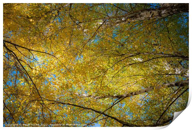 Abstract tree top branches and leaves in the fores Print by Paulo Rocha