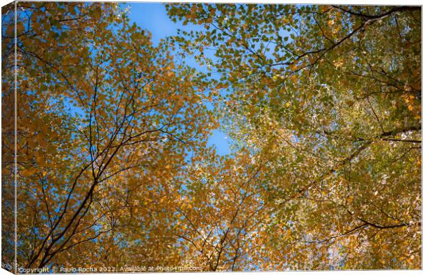 Abstract tree top branches and leaves in the fores Canvas Print by Paulo Rocha