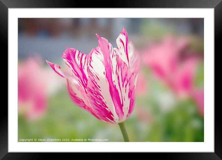  Tulip Framed Mounted Print by Alison Chambers