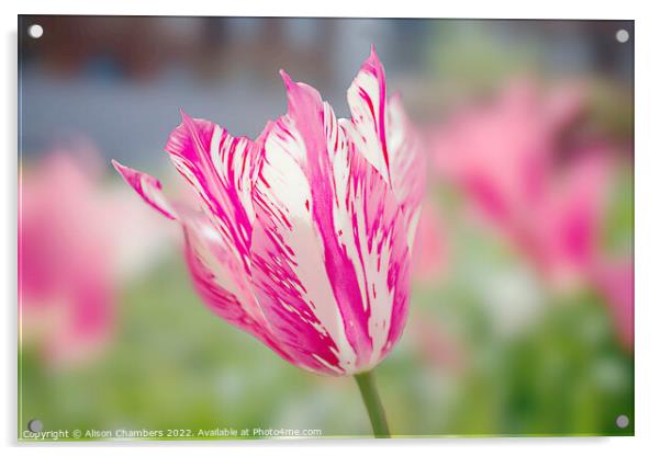  Tulip Acrylic by Alison Chambers