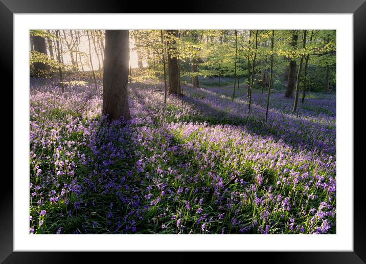 Bluebell Woods Framed Mounted Print by David Semmens
