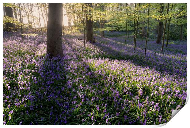 Bluebell Woods Print by David Semmens