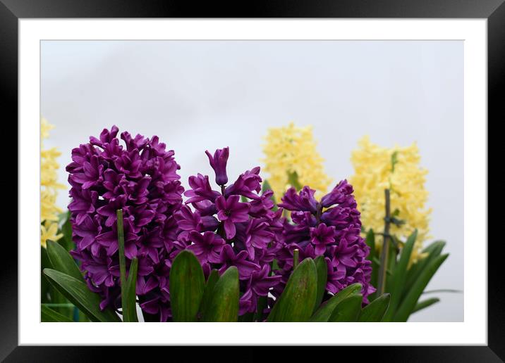Purple and yellow hyacinth flowers Framed Mounted Print by Theo Spanellis