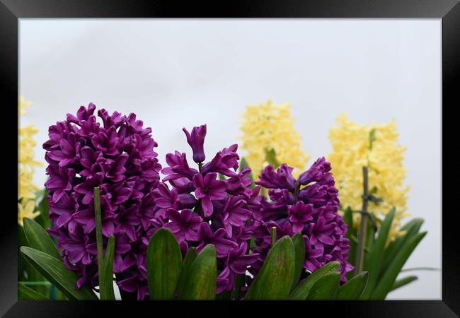 Purple and yellow hyacinth flowers Framed Print by Theo Spanellis
