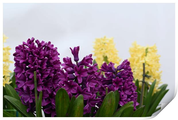 Purple and yellow hyacinth flowers Print by Theo Spanellis