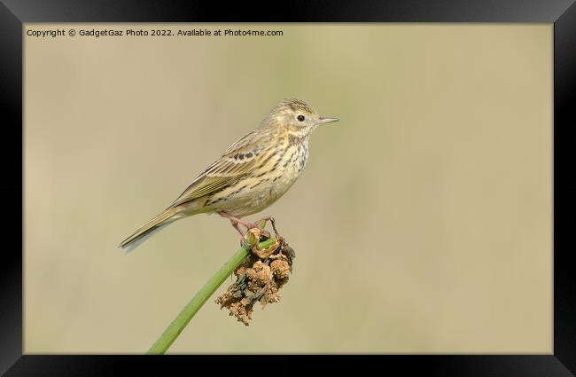 Meadow pipit Framed Print by GadgetGaz Photo