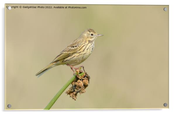 Meadow pipit Acrylic by GadgetGaz Photo