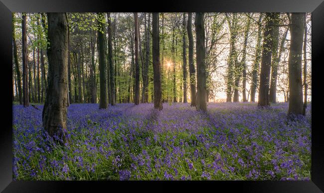 Bluebell Wood in Sunlight Framed Print by Mark Jones