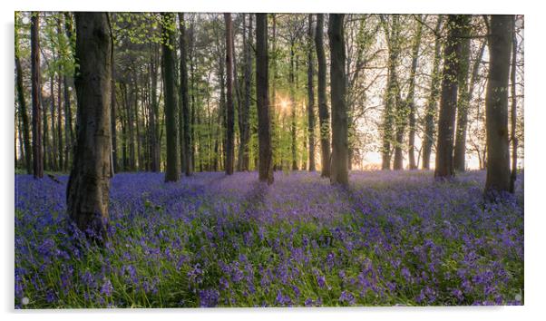 Bluebell Wood in Sunlight Acrylic by Mark Jones