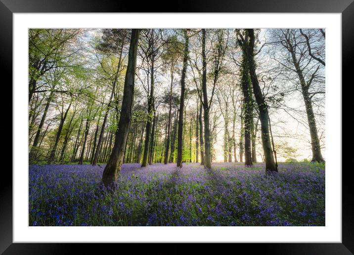 Bluebells Wood in Sunlight Framed Mounted Print by Mark Jones