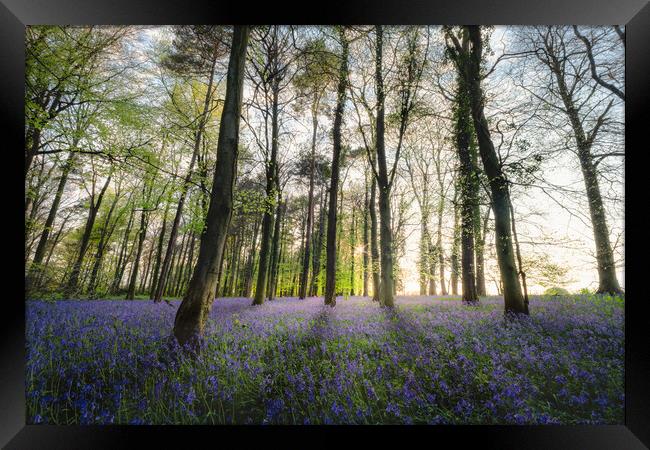 Bluebells Wood in Sunlight Framed Print by Mark Jones