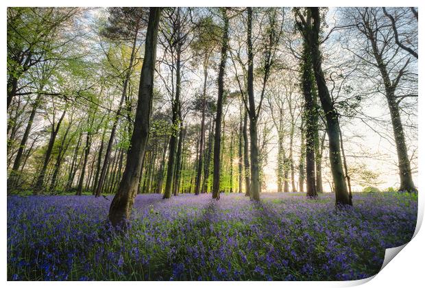Bluebells Wood in Sunlight Print by Mark Jones