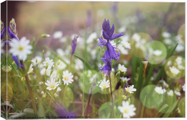 Bluebell Bliss Canvas Print by richard sayer