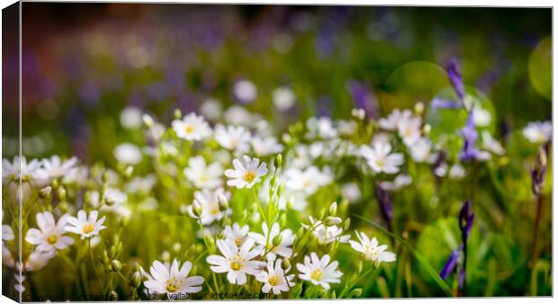 Ethereal Woodland Blossom Canvas Print by richard sayer