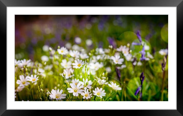 Ethereal Woodland Blossom Framed Mounted Print by richard sayer