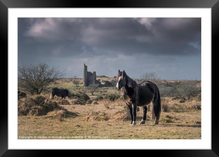 Wild Bodmin Ponies grazing and roaming on Bodmin M Framed Mounted Print by Gordon Scammell