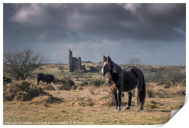 Wild Bodmin Ponies grazing and roaming on Bodmin M Print by Gordon Scammell