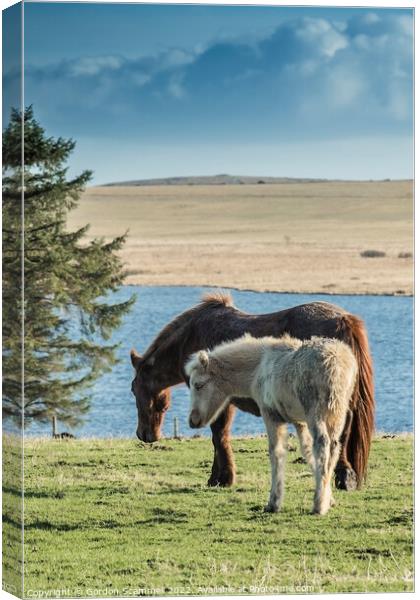 A Bodmin Pony and her foal grazing in a field on B Canvas Print by Gordon Scammell