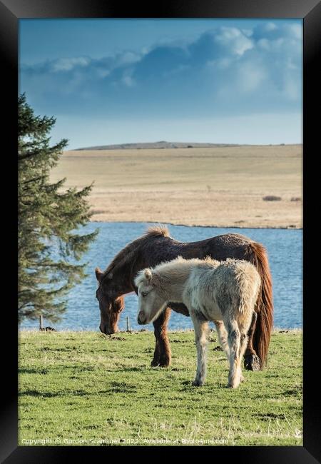 A Bodmin Pony and her foal grazing in a field on B Framed Print by Gordon Scammell