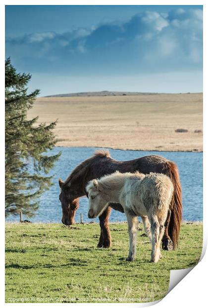 A Bodmin Pony and her foal grazing in a field on B Print by Gordon Scammell
