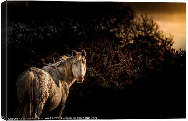 Evening light over an inquisitive Bodmin Pony on B Canvas Print by Gordon Scammell
