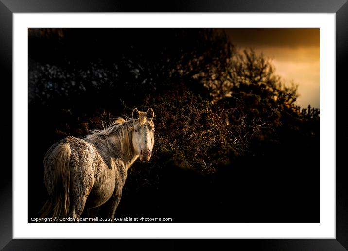 Evening light over an inquisitive Bodmin Pony on B Framed Mounted Print by Gordon Scammell
