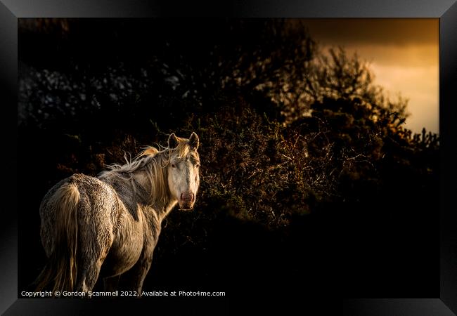 Evening light over an inquisitive Bodmin Pony on B Framed Print by Gordon Scammell