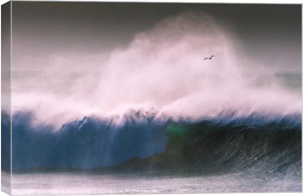 A seagull flying through spray blown off a large w Canvas Print by Gordon Scammell